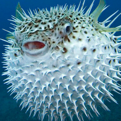 Ludovico Einaudi, 21.01.1920, Киев