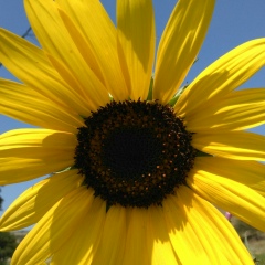 Ленусик Сауль, 19.10.1989, Санкт-Петербург