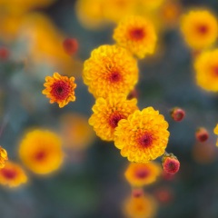 Марина Никифорова, Севастополь