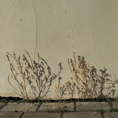 Кристина Киташева, Дубна