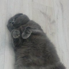 Алёна Котлобай, 23.08.1988, Гомель