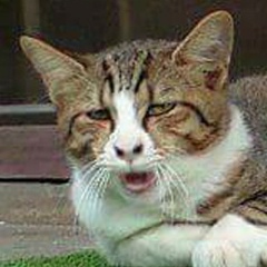 Ярослав Носик