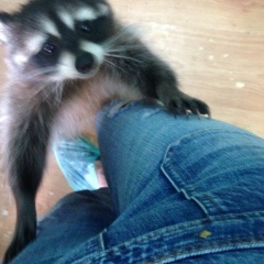 Анна Чичва, 29.09, Москва