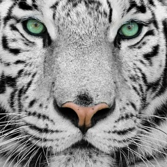 Марат Канапин, Семей