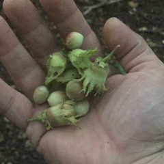 Тимур Malsk, 09.05.1925, Санкт-Петербург