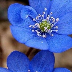 Вера Вайткэт, 30.10, Berlin