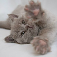 Татьяна Воронеж, Воронеж