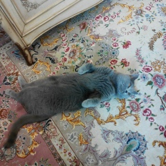 Jamilia Khojaniazova, 04.10.1980, Алматы