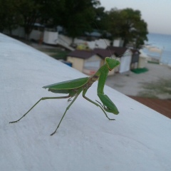 Маэрбек Кадыкоев, 15.05.1993, Санкт-Петербург