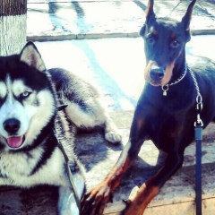 Жандос Базаров, 06.04, Шымкент