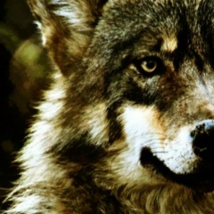 Ансар Аргунский, 11.12, Москва