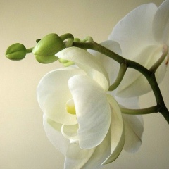 Елена Пулова, 01.06, Саранск