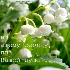 Лариса Амирова, Санкт-Петербург