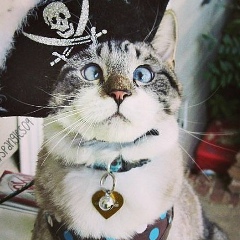 Макс Викторов, Санкт-Петербург