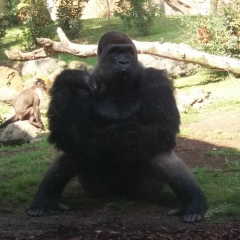 Марта Мартин, 26.03, Ibiza Nueva