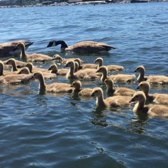 Marina Gordon, 22.03.1984, Seattle