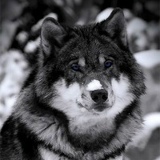 Эдик Сулейманлы, 14.10.1996