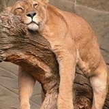 Вадим Назаренко, 30.11.1982, Alta