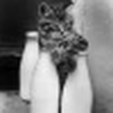 Роман Королев, 02.10.1985, Москва