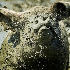 Чмoкиk Пуп, 06.03.1930, Stockholm