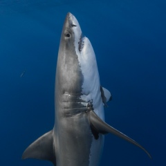 Александр Бекин