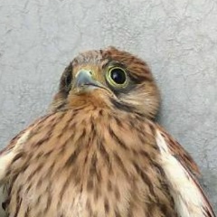 Владимир Худоногов, Красноярск