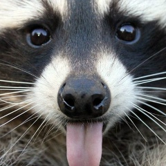 Павел Яшар, 05.06.1983, Киров