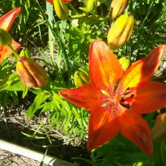 Aigul Kabdrahmanova, 12.03, Атырау