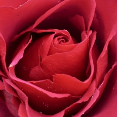 Насипли Нургишиева, Сургут