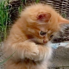 Ирина Жуковец, 01.12.1958