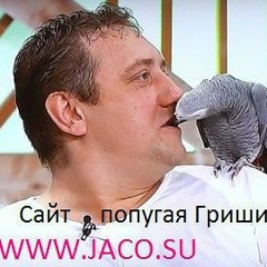 Попугай Григорий, 28.07, Москва