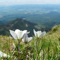 Макс Гавлицкий