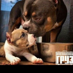 Евгений Шахов