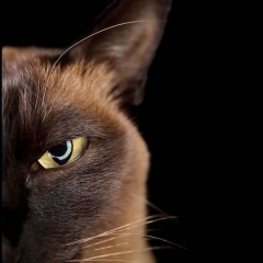 Lady Killer, 19.10.1991