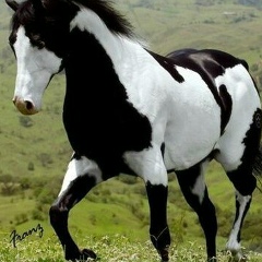 Жанибек Нурсултанов, 17.02, Шымкент