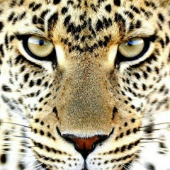 Арсана Арчи, 28.12, Магнитогорск