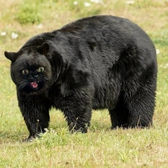 Иван Иванов, Вавилон