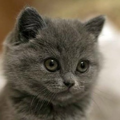 Котёночек Шашкина