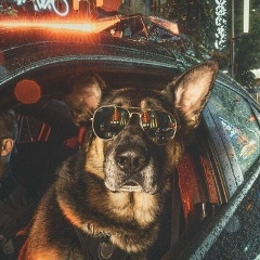 Пес Патрон