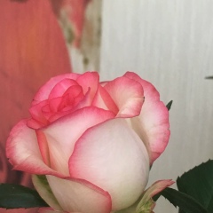 Dildara Mehdiyeva, 09.11.1979, Алматы