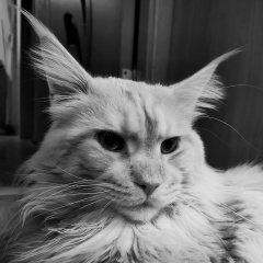 Павел Цыбров, 18.02.1988, Санкт-Петербург