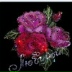 Иляна Дельтирова, Элиста