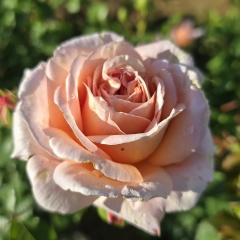 Евгения Князева-Безпрозванная, 10.12, Кулаково