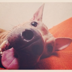 Анастасия Матвиенко, 22.10.1993, Amsterdam