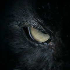 Рома Грома, 25.09