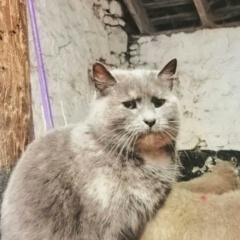 Олег Александрович, 15.08.1937, Санкт-Петербург