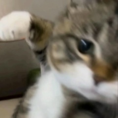 Олег Кот, Москва