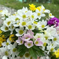 Lena Instrankina, 14.05.1991, Новосибирск