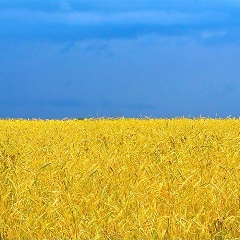 Юлечка Красавица, Киев