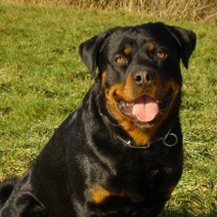 Rotweller Pupkin, Киев